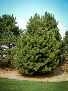 Сосна Чёрная (Pinus Nigra) купить по цене от 270.00р. в интернет-магазине «Посадика» с доставкой почтой в в Белогорске и по всей России – [изображение №1].