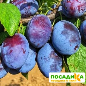 Слива Чачакская ранняя купить по цене от 229.00р. в интернет-магазине «Посадика» с доставкой почтой в в Белогорске и по всей России – [изображение №1].