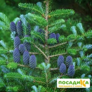 Пихта корейская (Abies koreana) купить по цене от 450.00р. в интернет-магазине «Посадика» с доставкой почтой в в Белогорске и по всей России – [изображение №1].