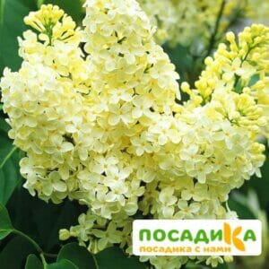 Сирень Примроуз (Primrose) купить по цене от 529.00р. в интернет-магазине «Посадика» с доставкой почтой в в Белогорске и по всей России – [изображение №1].