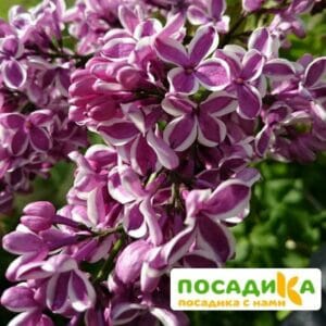 Сирень Сенсация купить по цене от 529.00р. в интернет-магазине «Посадика» с доставкой почтой в в Белогорске и по всей России – [изображение №1].