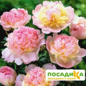 Пион Распберри Сандей (Paeonia Raspberry Sundae) купить по цене от 959р. в интернет-магазине «Посадика» с доставкой почтой в в Белогорске и по всей России – [изображение №1].