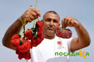 Клубника Гигант Джорнея купить по цене от 266р. в интернет-магазине «Посадика» с доставкой почтой в в Белогорске и по всей России – [изображение №1].