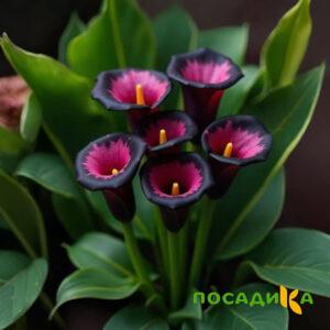 Калла Аура Лейс купить по цене от 400р. в интернет-магазине «Посадика» с доставкой почтой в в Белогорске и по всей России – [изображение №1].