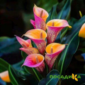 Калла Оникс купить по цене от 450р. в интернет-магазине «Посадика» с доставкой почтой в в Белогорске и по всей России – [изображение №1].