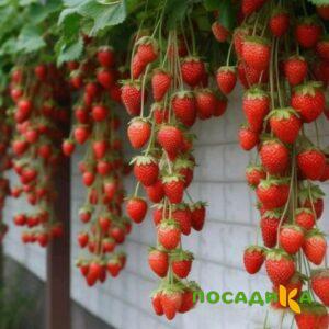 Клубника вьющаяся Комплимент купить по цене от 470р. в интернет-магазине «Посадика» с доставкой почтой в в Белогорске и по всей России – [изображение №1].