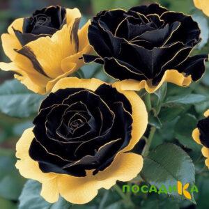 Роза Ханни Сикл купить по цене от 700р. в интернет-магазине «Посадика» с доставкой почтой в в Белогорске и по всей России – [изображение №1].