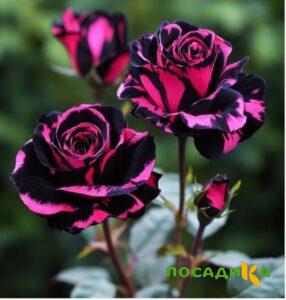 Роза Багровый Шепот купить по цене от 366р. в интернет-магазине «Посадика» с доставкой почтой в в Белогорске и по всей России – [изображение №1].