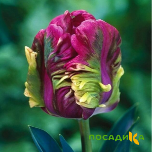 Тюльпан Экзотик Хэвен купить по цене от 186р. в интернет-магазине «Посадика» с доставкой почтой в в Белогорске и по всей России – [изображение №1].