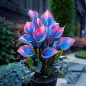 Калла Импрессия купить по цене от 590р. в интернет-магазине «Посадика» с доставкой почтой в в Белогорске и по всей России – [изображение №1].